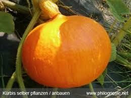 Kurbis Pflanzen Hokkaido Selber Anbauen Ernten Philognosie Kurbis Pflanzen Pflanzen Hokkaido Pflanzen