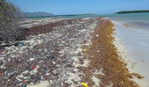 ✌ descubre el significado de sargazo con todas sus acepciones y definiciones de diccionario con ejemplos. Proceso Com Do Semana Santa Playas Del Sur Y Sargazo