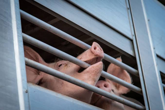 L'Italia deve prendere posizione contro il trasporto di animali vivi -  LifeGate