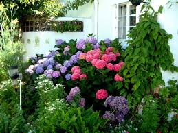 Following just a few simple growing tips for hydrangea will produce healthy hydrangeas can live for many years without ever needing to be pruned, but if your shrubs grow out of. Changing The Color Of Hydrangeas Plant Addicts