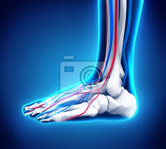 Menschlicher Fuss Anatomie Fototapete Fototapeten Shinbone Mittelfuss Flex Myloview De