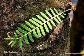 Image result for Phyllanthus nyikae