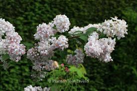 Image result for Deutzia x hybrida ′Mont Rose
