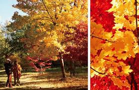 英国の紅葉をもっと楽しもう
