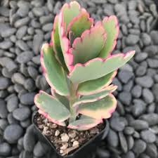 Image result for Kalanchoe fedtschenkoi