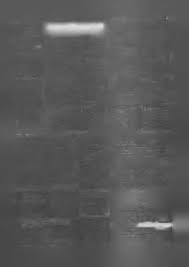 Oszustwo czy prawda?