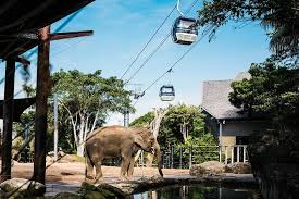 The wild life sydney zoo has plenty of immersive activities for the whole family. Sydney Taronga Zoo General Entry Ticket And Wild Australia Experience Marriott