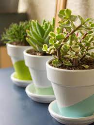 Maybe you would like to learn more about one of these? Growing Succulents Indoors Diy