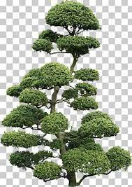 Japanese Holly Bonsai Texture Mapping Cloud Tree Png Clipart Biome Bonsai Cloud Cloud Tree Desktop Wallpap Tree Textures Texture Mapping Beautiful Nature