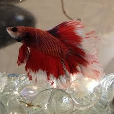 Siamese fighting fish, more commonly known as betta, are some really cool tropical dudes. Betta Fish Decor Home Facebook