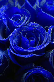 Blue Flower Wallpaper Blue Roses Flower Phone Wallpaper