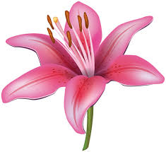 Pink Lily Flower Png Clipart Image Lily Flower Pink Lily Flower Watercolor Flowers Tutorial