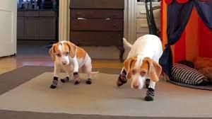 Funny Dogs Wearing Socks Maymo Penny Youtube