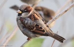 Backyard Birds Of Western Washington Sparrow Vancouver Washington By Lyn Topinka Northwestbirding Com En Google In 2020 Birds Backyard Birds House Sparrow