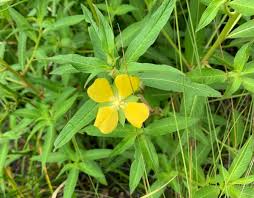 Image result for Ludwigia octovalvis