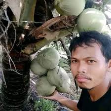 yang mau cari bibit kelapa genjah entok ada mak.... 3 thn buah...