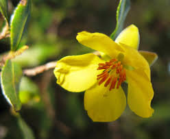 Image result for Ochna ovata