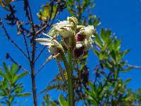 Image result for Eulophia angolensis