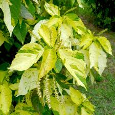 Image result for Acalypha nyasica