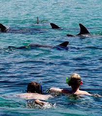 kangaroo island au swim with dolphins kangaroo island australia tours tours