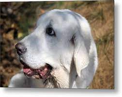 Along with a proud history of being a working and fighting dog, the alabai has speed, intelligence and extraordinary courage in the face of threat to its master or herd from wolves. Lukashin Sergey On Twitter Alabai Puppy Https T Co Xcm1sricpf Alabai Puppy Asian Shepherd Dog Pet Guard Hair Ears Tail Favorite Friend White Color Https T Co 8yk5optx9l