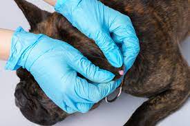 Why Does My Dog Have Warts Vet Help Direct