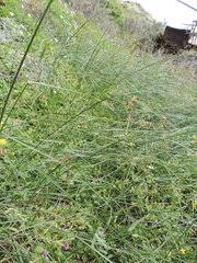 Image result for Cyperus aterrimus