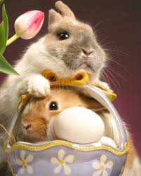 Gaurd Duty Photograph At Betterphoto Com Easter Bunny Easter Bunny