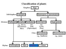 Scientific Classification Of Organisms