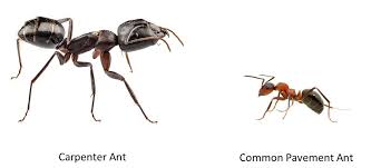 Carpenter vs Pavement Ants: side-by-side comparison