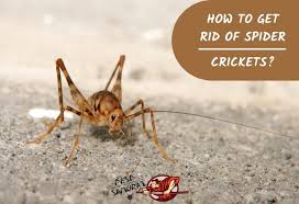 Dead crickets will definitely kill other crickets. Spider Cricket Control How To Get Rid Of Spider Crickets Pest Samurai