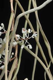 Image result for Solenangis