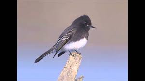 Birds Of A Feather Song Rio Black Phoebe Bird Sound Call Song Youtube Bird Beautiful Birds Phoebe
