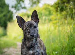 Lost pets can move quickly. Lost And Found Guelph Humane Society
