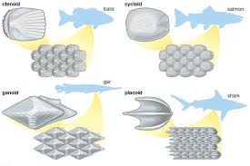 Selling sisik ikan in indonesia, distributor sisik ikan, supplier, dealer, agent, importer, we have the most complete database and the lowest price for sisik ikan indonesia. Struktur Tubuh Ikan Info Pendidikan Dan Biologi