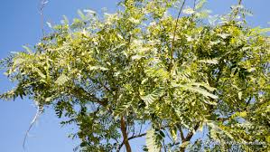 Image result for Tipuana