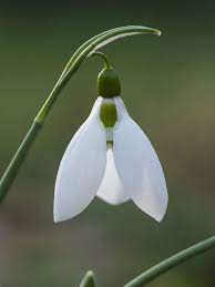 Galanthus Elwesii Greater Snowdrop World Of Flowering Plants Planting Flowers Herbaceous Perennials Perennial Plants