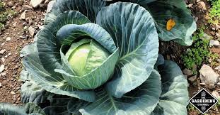 We did not find results for: Does Cabbage Come Back Every Year Gardening Channel