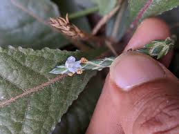 Image result for Elytraria acaulis