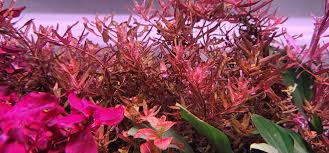 Image result for Rotala submersa