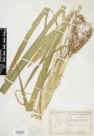 Image result for Echinochloa frumentacea