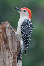 Birds With Redheads In Ohio Red Bellied Woodpecker Woodpecker Backyard Birds Nature Birds