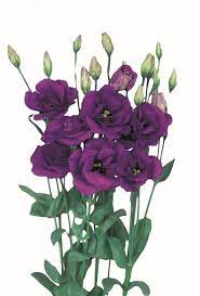 Eustoma Grandiflorum Echo Series Echo Blue F1 Hybrid Seeds 2 95 From Chiltern Seeds Chiltern Seeds Secure Online Seed Catalogue And Shop