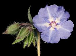 Image result for Trichodesma zeylanicum