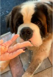#brodiethesaint #dog #rawdiet #saintbernard #pets #animals