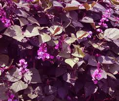 Image result for Lablab purpureus