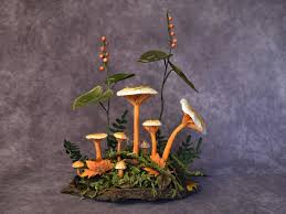 Image result for Tephrosia aurantiaca