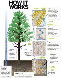 The plant releases the rest into the environment through tiny openings in the leaves. How Do Plants Transport Water How It Works