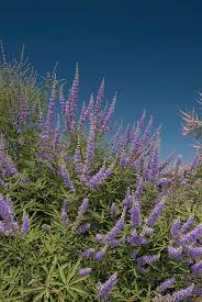 Image result for Vitex franceseana