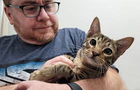 Cosmic Spots Ocicats, Ocicat Kittens for sale year round. Breeder of Ocicat  Cats and Kittens near Philadelphia PA New York and Washington DC.